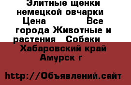 Элитные щенки немецкой овчарки › Цена ­ 30 000 - Все города Животные и растения » Собаки   . Хабаровский край,Амурск г.